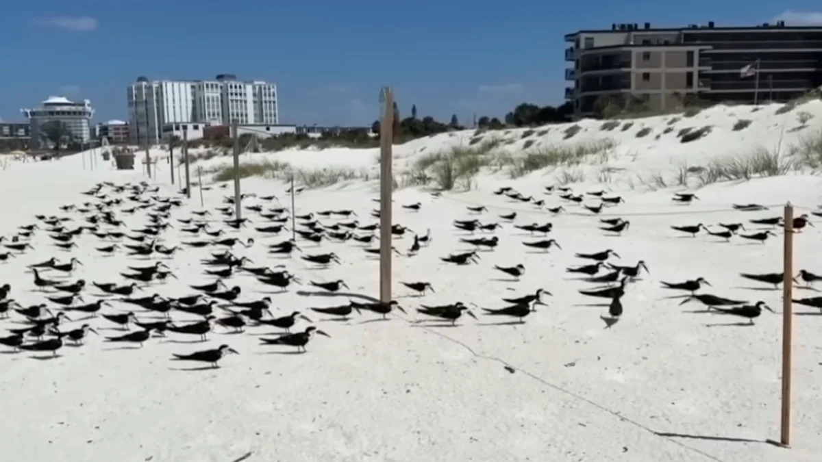 Florida Business Owners Accused of Scattering Mothballs to Drive Off Protected Shorebirds