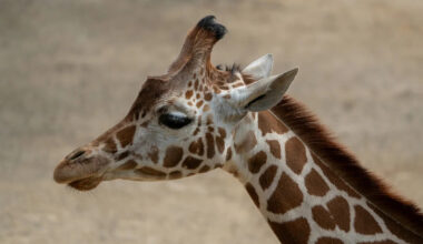 Baby Giraffe's Name Reveal Is Here, and the Meaning Behind It Honors Her Journey