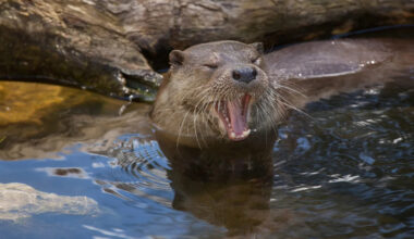 Family reaches $350,000 settlement after mother and child needed rabies shots from otter attack