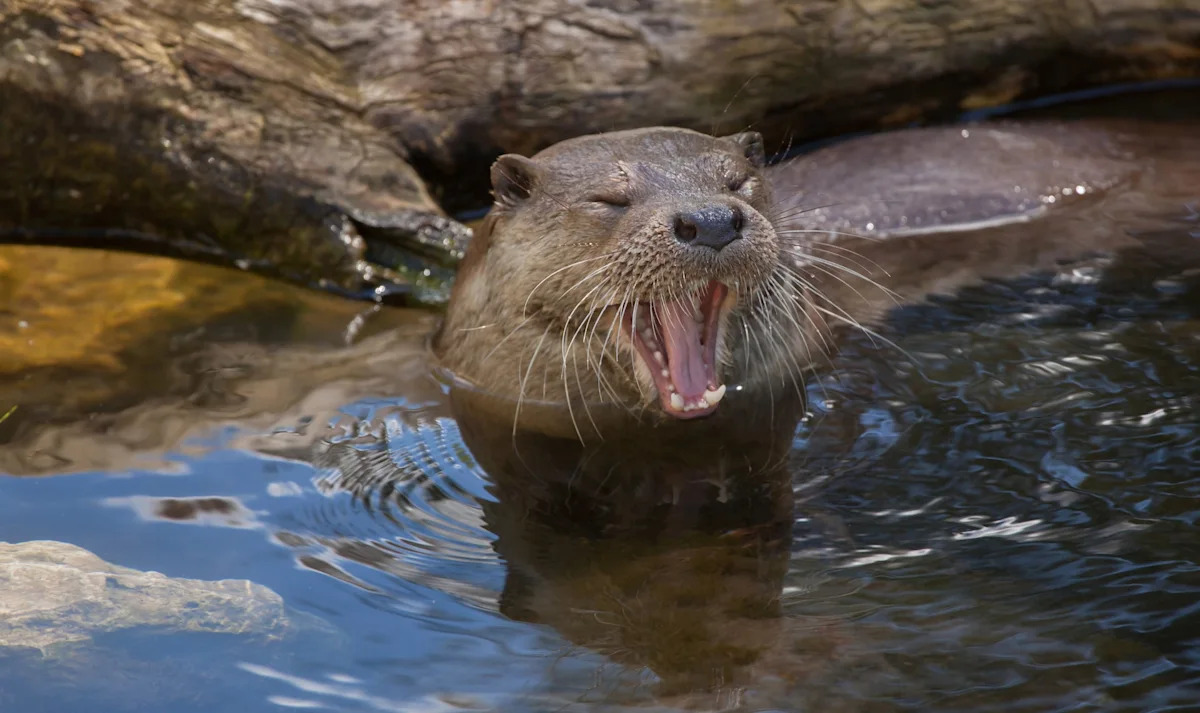 Family reaches $350,000 settlement after mother and child needed rabies shots from otter attack