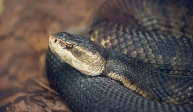 Florida officers remove venomous cottonmouth found curled up by homeowner's front door