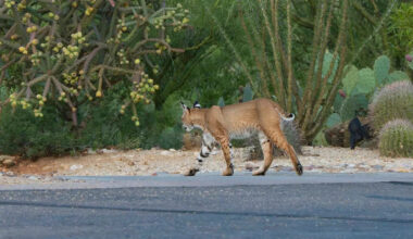 Arizona woman heard growls for days, then learned bobcats had turned her attic into a den