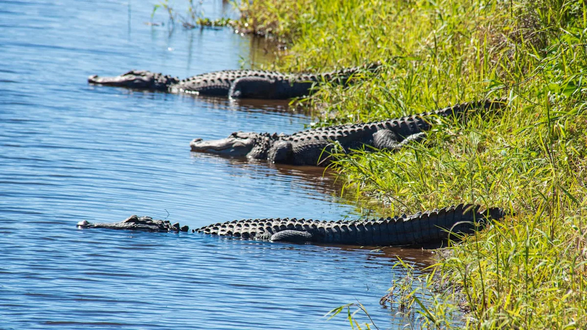Florida gators turn canals, ponds, and lakes into 'alligator turnpike'