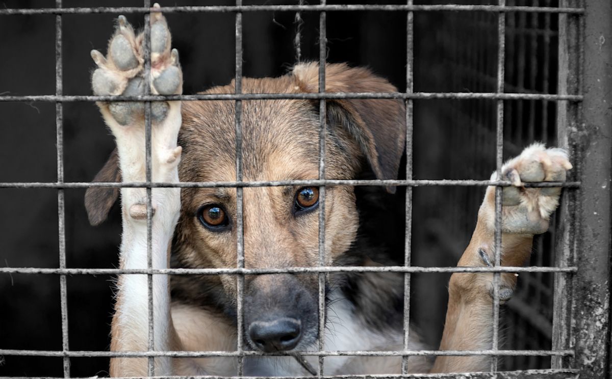 Philadelphia shelter took in 600 animals in just over a week, calls overcrowding a crisis