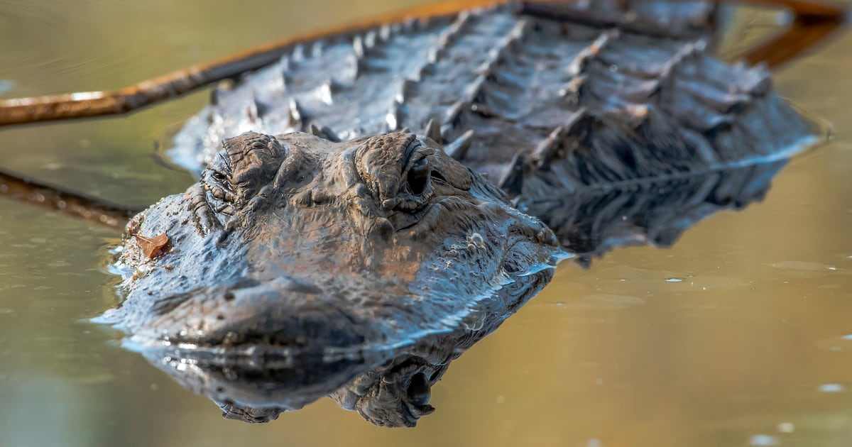 Florida hunters can now report alligator harvests on the Fish