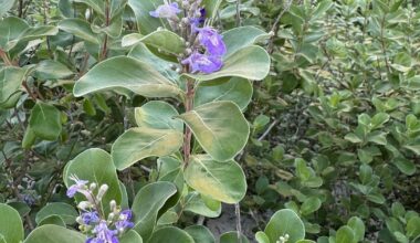 Atlantic Beach and US Army Corps of Engineers eradicate invasive beach vitex – Action News Jax