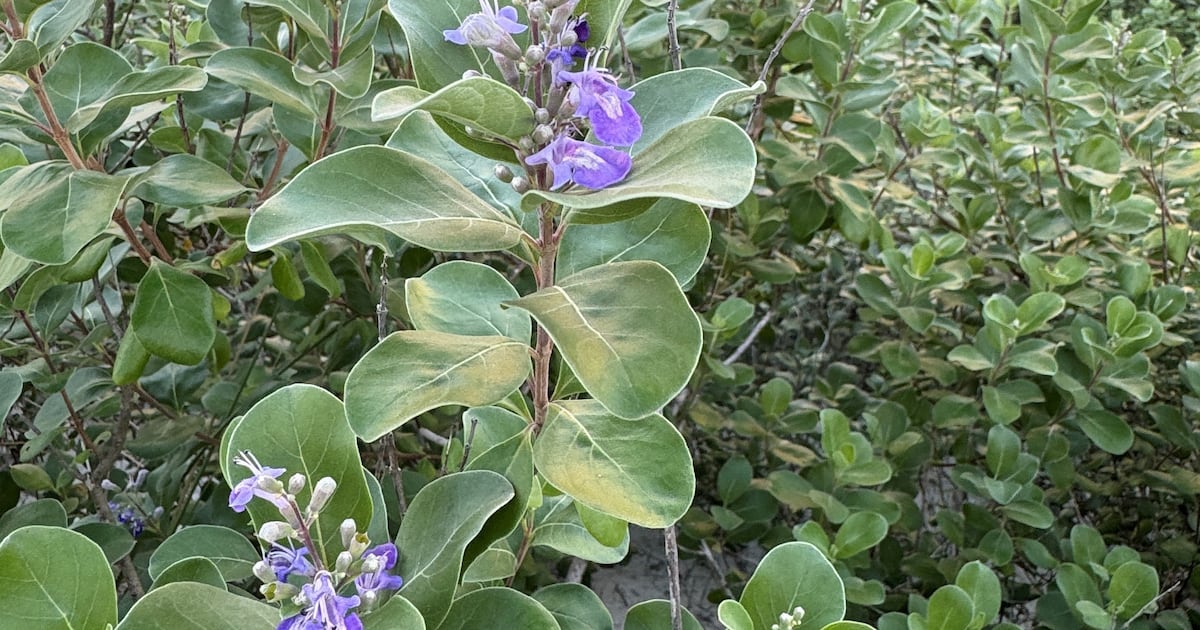 Atlantic Beach and US Army Corps of Engineers eradicate invasive beach vitex – Action News Jax