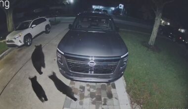 Momma bear, 2 cubs caught on Ring camera