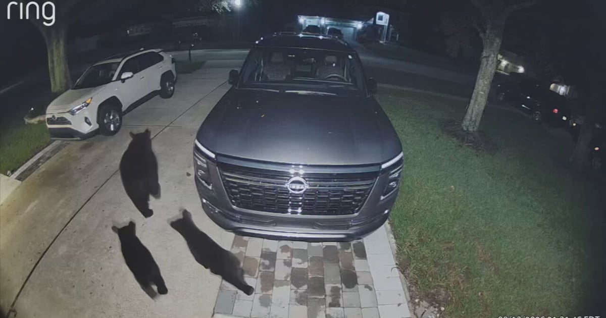 Momma bear, 2 cubs caught on Ring camera