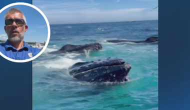 ‘Holy macaroni’: Cape Cod fisherman captures incredible whale encounter – Boston 25 News