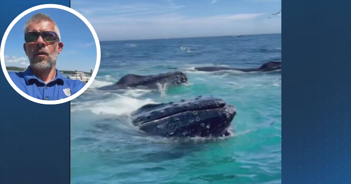 ‘Holy macaroni’: Cape Cod fisherman captures incredible whale encounter – Boston 25 News
