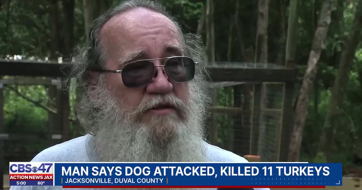 ‘Killed all 11 turkeys’: Man demands ACPS step up after he says neighbors’ dogs killed his turkeys – 104.5 WOKV
