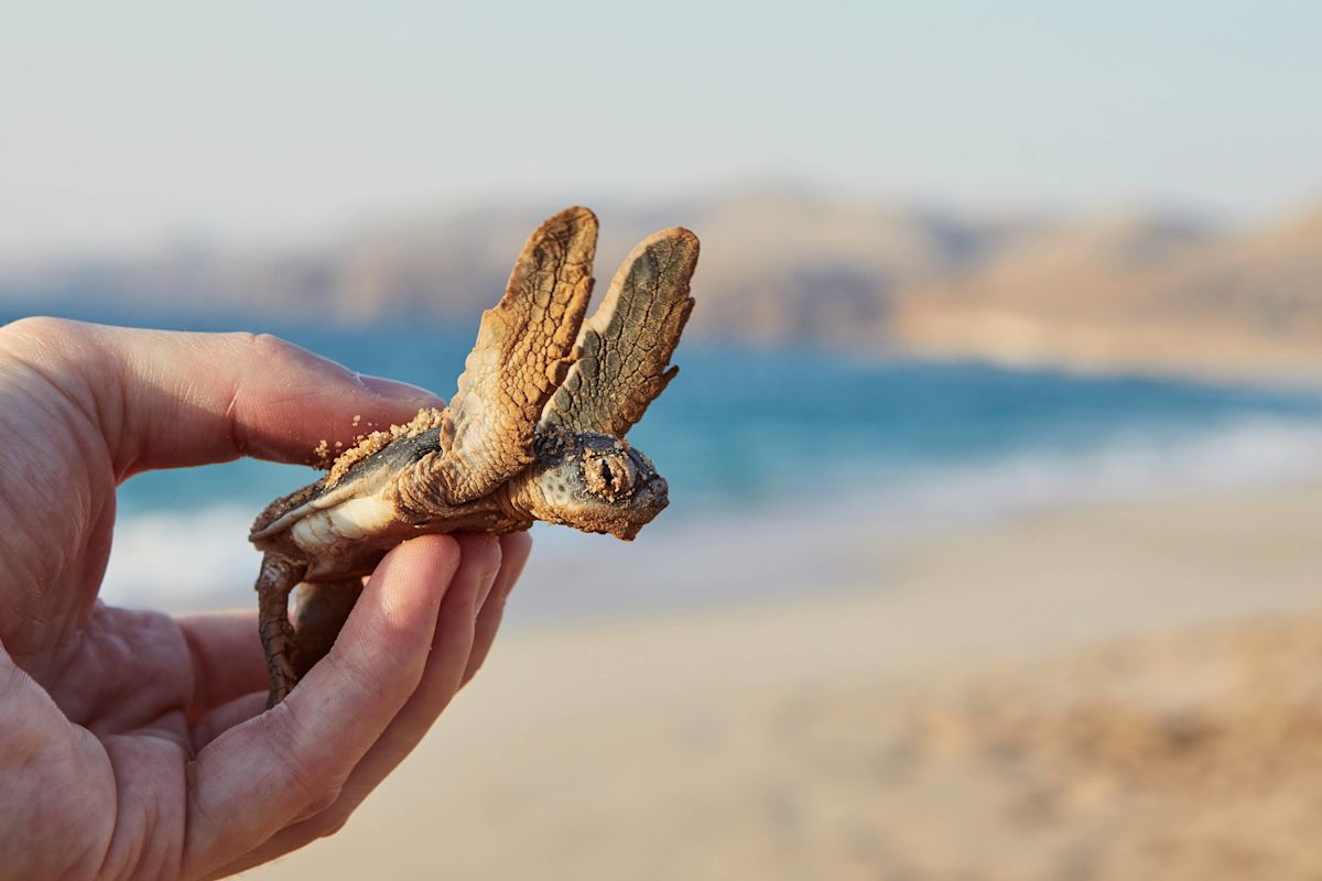 Baby Sea Turtle Heads the Wrong Way, and Kind Couple Steps in To Help