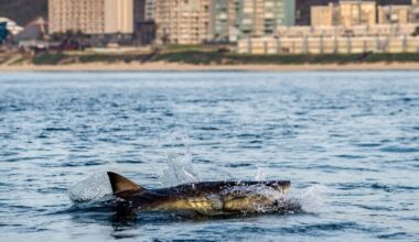 Drone spots around half a dozen great white sharks feeding near shore at Maine beach