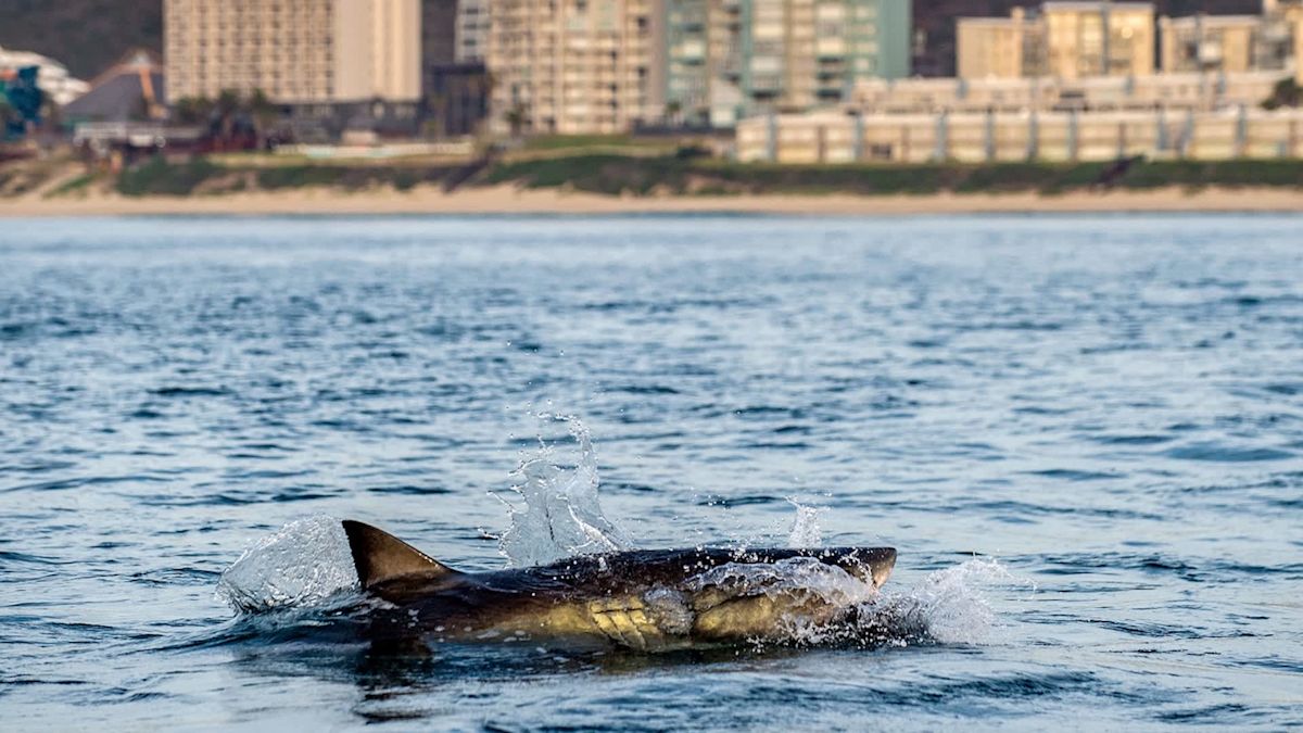Drone spots around half a dozen great white sharks feeding near shore at Maine beach