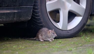 Northeast Philadelphia rat surge leaves wrecked cars, ruined yards, and residents on edge
