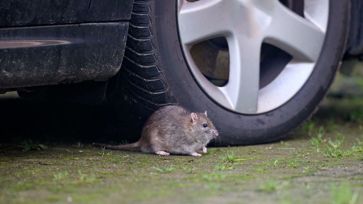 Northeast Philadelphia rat surge leaves wrecked cars, ruined yards, and residents on edge