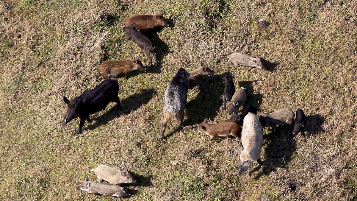 Texas neighborhoods face rising feral hog damage as the animals learn to dodge traps