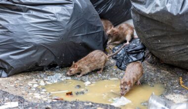 Philadelphia neighbors say rats are chewing cars, overrunning yards, and becoming a health hazard