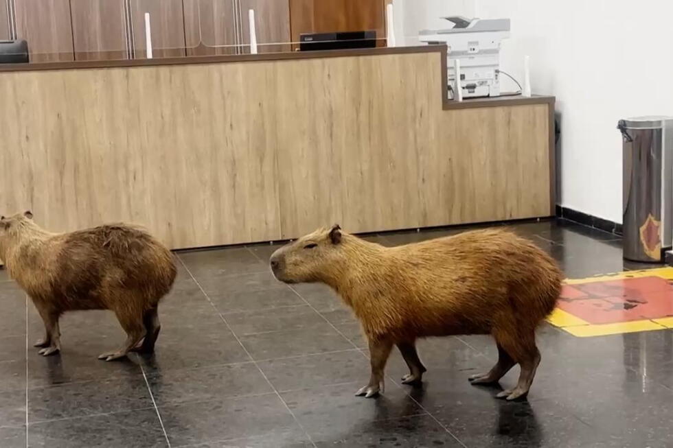Brazilian capybaras enter chambers of local legislature