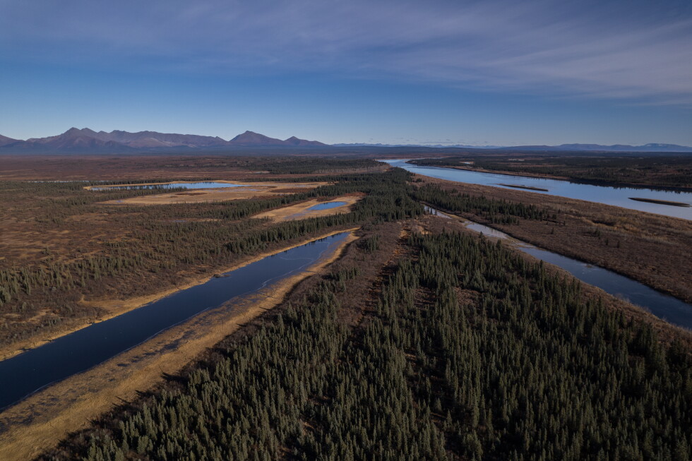 Plant life in the warming Arctic alters lush knee-high jungle