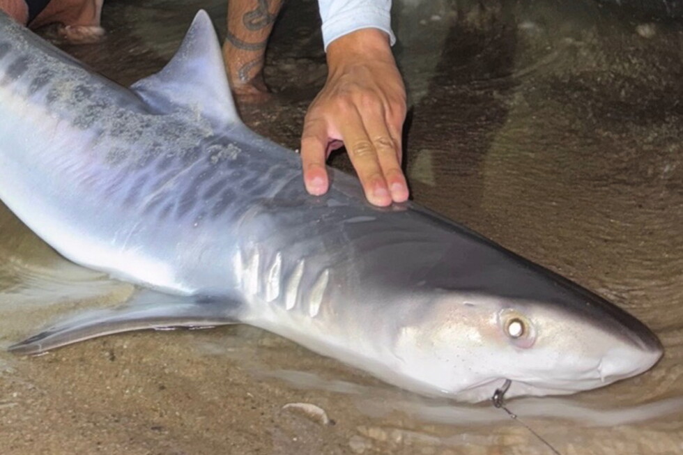 Tiger shark caught off Massachusetts a sign of warmer seas