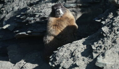 Fat Marmot Week aims to raise awareness and funds for rodent research