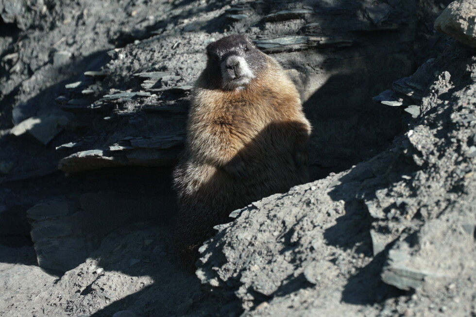 Fat Marmot Week aims to raise awareness and funds for rodent research