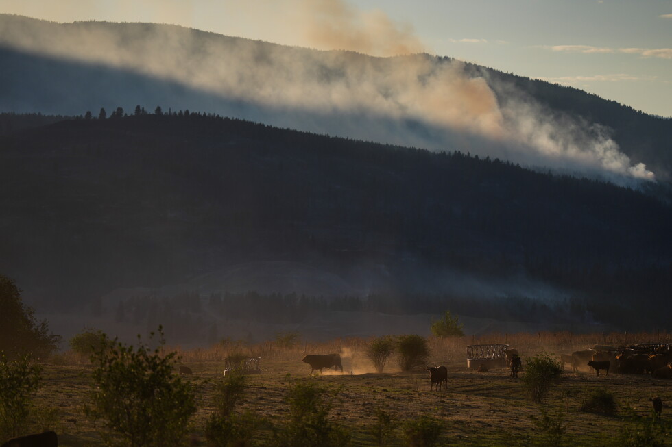 Bradley Creek wildfire destroys some 230 homes in western Canadian Indigenous community near Vernon