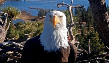 Fans of famed Big Bear bald eagle Jackie respond to her death