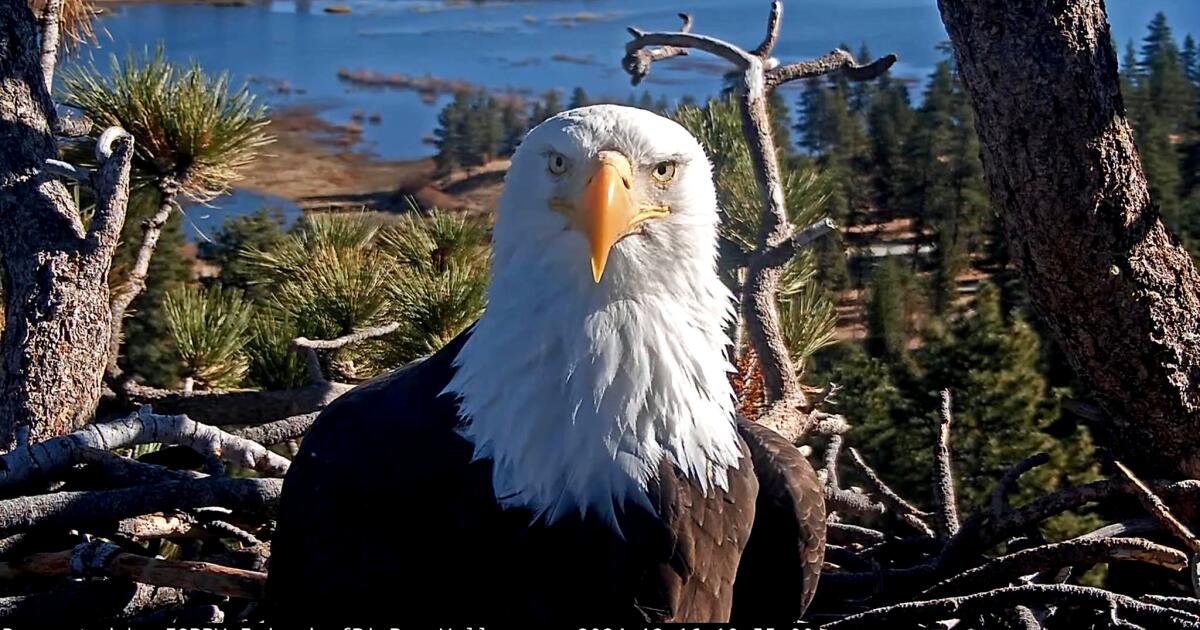 Fans of famed Big Bear bald eagle Jackie respond to her death