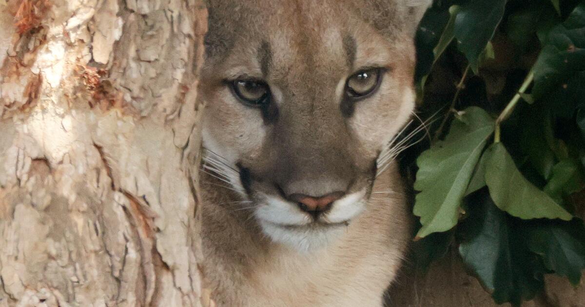 Injured San Dimas mountain lion euthanized, wildlife officials say