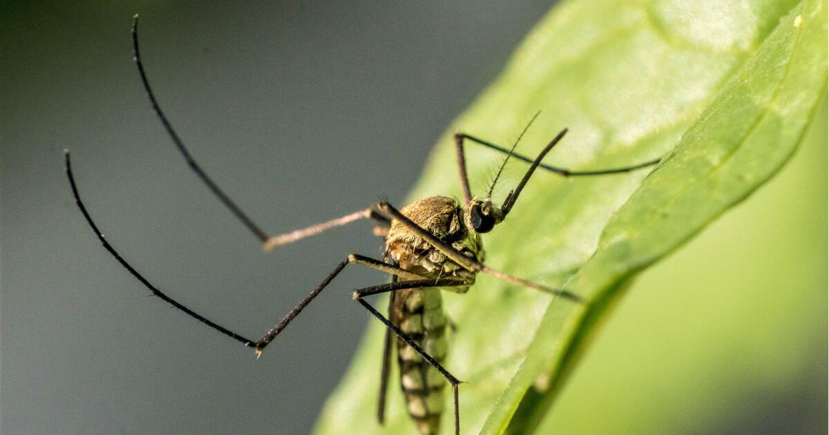L.A. resident dies from West Nile virus; California cases hit 5-year high amid warming climate