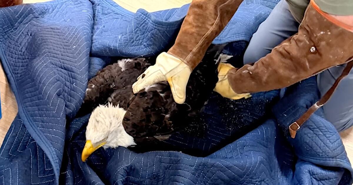 Big Bear eagle Jackie remains very sick as illness remains a mystery