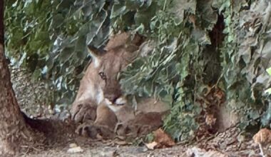 Mountain Lion safely captured after strolling through San Dimas neighborhood