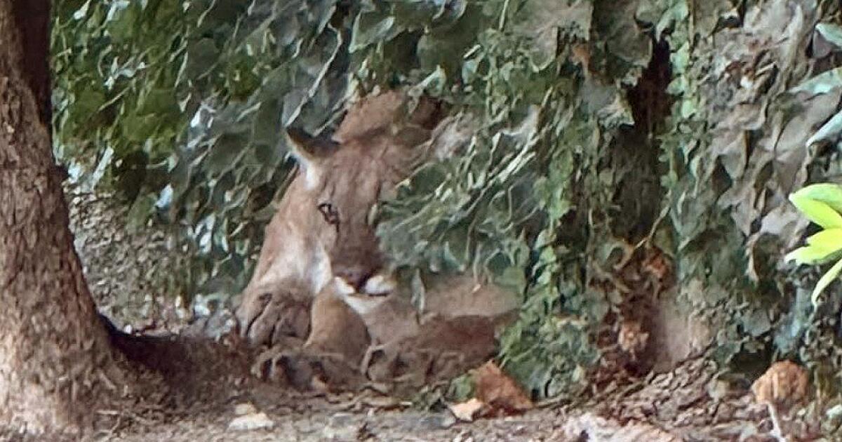 Mountain Lion safely captured after strolling through San Dimas neighborhood