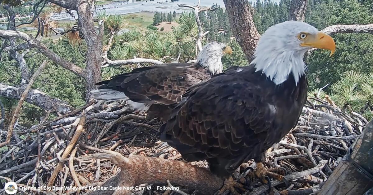 Shadow seen with new eagle at the Big Bear nest. Could a match be in the making?
