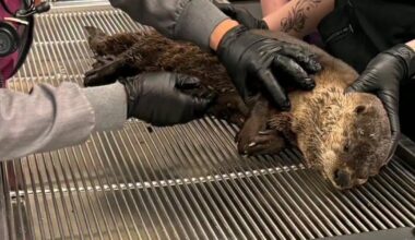 California river otter suffers brain injury in hit-and-run strike