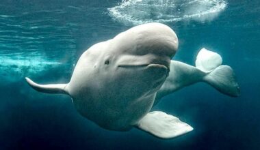 3 rescued belugas make 2,500-mile journey to SeaWorld San Diego