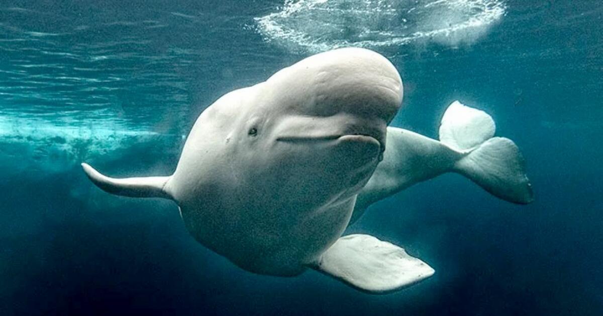 3 rescued belugas make 2,500-mile journey to SeaWorld San Diego