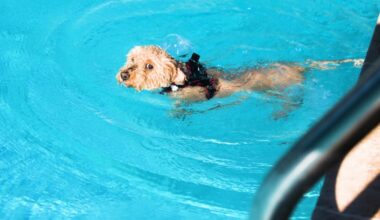 Dogs to have their day at the pool at the end of L.A. County pool season