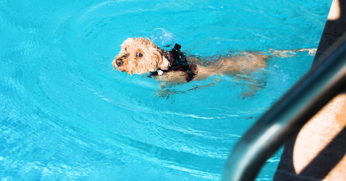Dogs to have their day at the pool at the end of L.A. County pool season