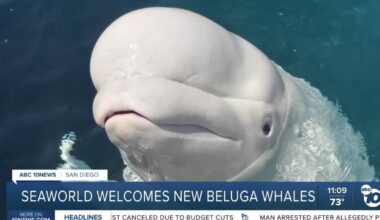 3 beluga whales find new home at SeaWorld San Diego