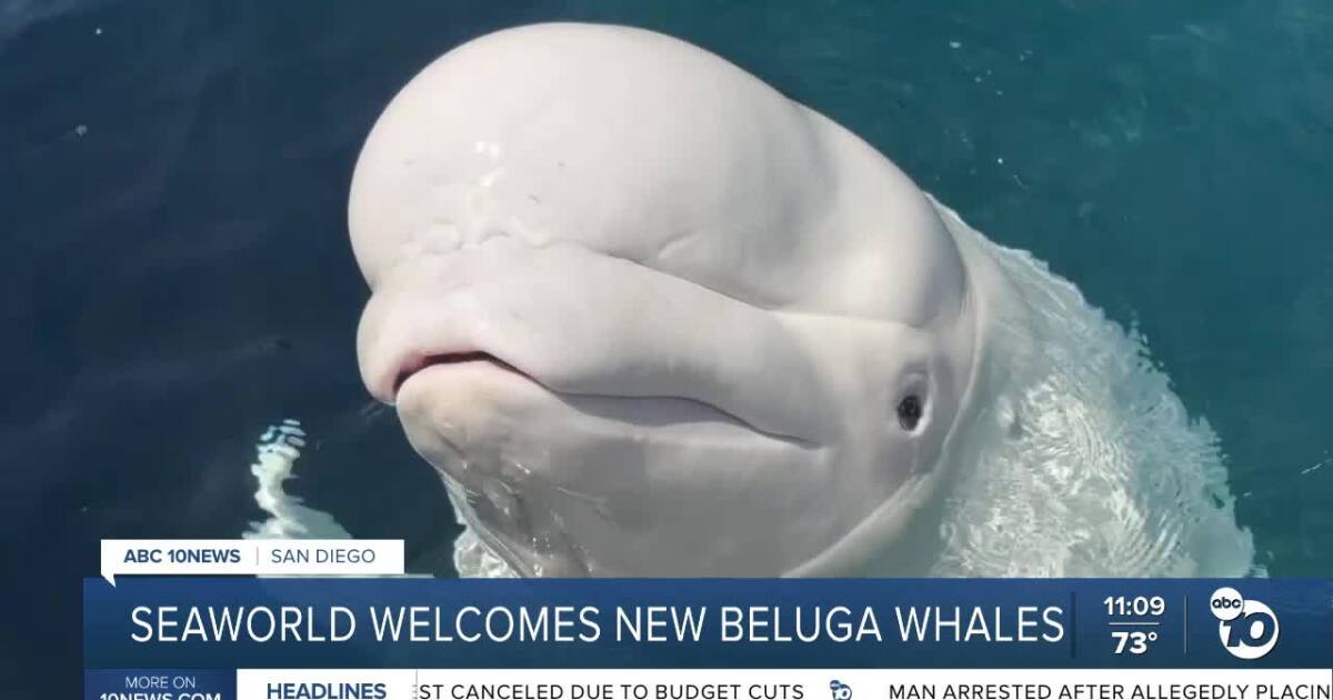 3 beluga whales find new home at SeaWorld San Diego