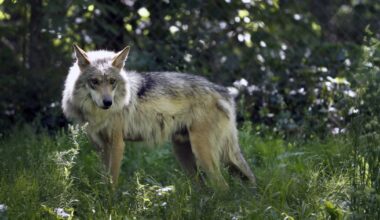 Wolf advocate calls citation for hunter who mistakenly killed wolf unacceptable