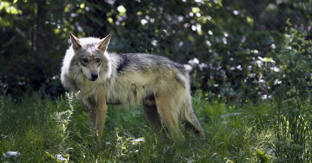 Wolf advocate calls citation for hunter who mistakenly killed wolf unacceptable