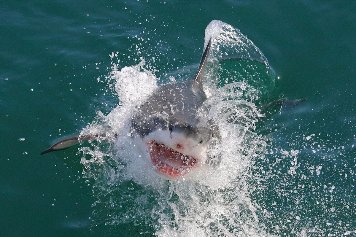 One Leap, One Stolen Tuna: The Shark Move Anglers Dread
