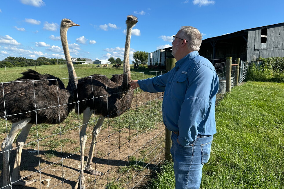 Would you try an ostrich burger? Some say it tastes just like beef