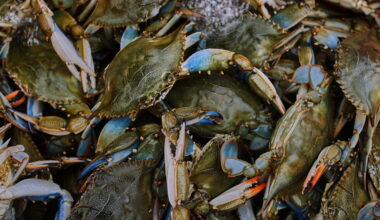 Italy has started exporting a delicacy prized abroad, reviled at home