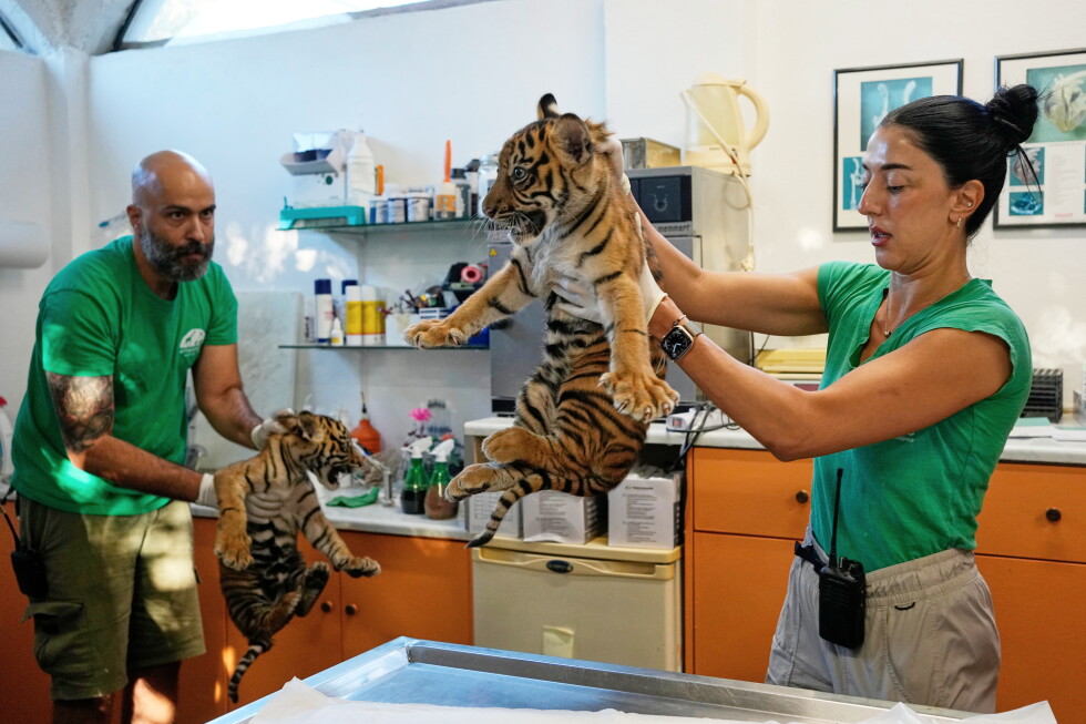 Named for Homer's heroes, three tiger cubs carry hope for a vanishing species